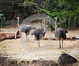 Three Ostriches Hanging Out