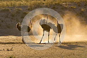 Three ostriches in the Kalahari with dust