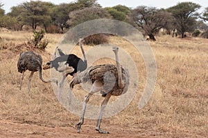 Three ostriches, Tarangire, Tanzania