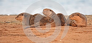 Three otters on sandbank