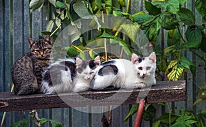 Three outbred kittens are lying on a bench in the garde