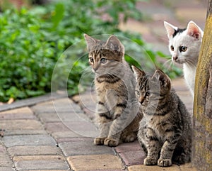 Three outbred kittens are sitting in the garden on the walkway. photo