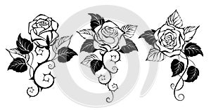 Three outline roses on white background