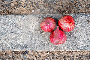 Three overripe red cluster fig fruits lying on the side of the country road.