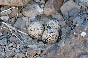 Three oystercatcher eggs on the ground