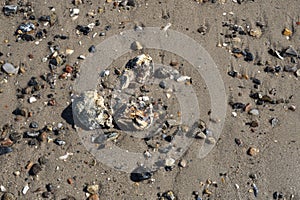 Three oysters among the pebbles on a sandy beach
