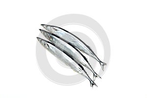 Three pacific sauries isolated on a white background