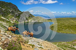 Three pack horses near the Kidney Lake