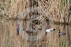 Three pairs of Common Pochard