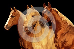 Three Palamino horses