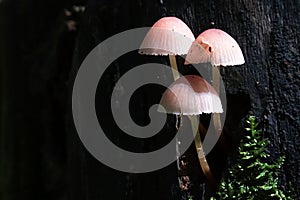 Three pale coloured mushrooms growing out of blackish dead tree trunk, sunlit by august sunshine.