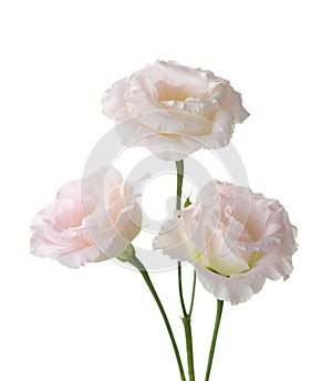 Three pale pink flowers photo