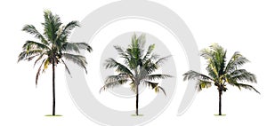 three palm tree isolate on white
