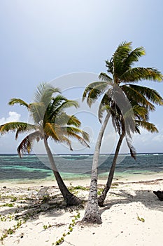 Three palm trees