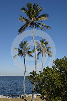 Three Palm Trees