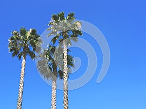 Three Palm Trees Against Blue Sky. Vintage post processed. Fashion, travel, summer, vacation and tropical beach concept.