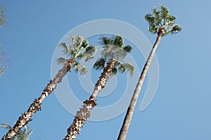 Three palm trees on blue sky background.