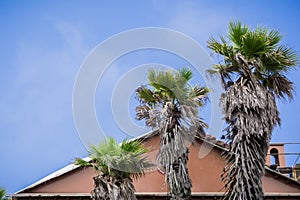 Tři palma stromy na modrá obloha, 