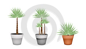 Three Palm Trees in Ceramic Flower Pot
