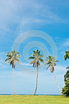 Three palm trees on edge of a tropical sandy beach