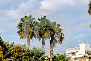 Three palm trees grow in streets of Athens