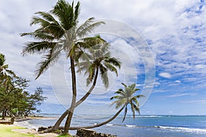 Three palm trees on a hawaiian beach