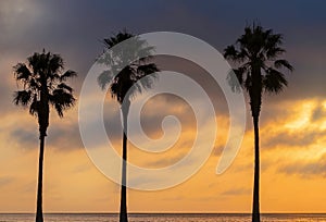 Three Palm trees, heavy dramatic clouds and bright sky.s