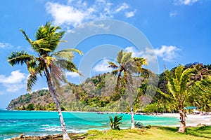 Three Palm Trees in Panama