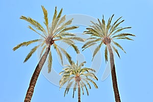 Three palm trees seen from below