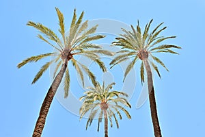 Three palm trees seen from below photo