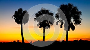 Three Palm Trees at sunset