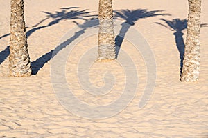 Three palm trees and their shadows