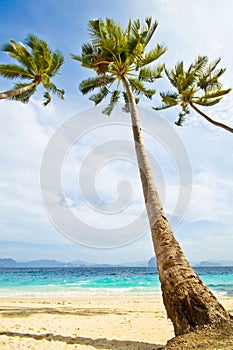 Three Palms on Beach