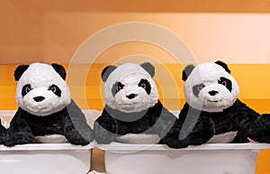 Three panda teddy bears on an orange background