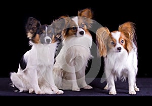 Three papillons