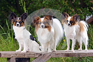 Three Papillons