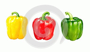 Three Paprika Bell Peppers Illustration isolated on white