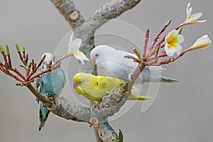 Three parakeets resting on a frangipani tree trunk.