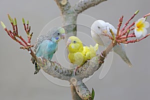 Three parakeets resting on a frangipani tree trunk.