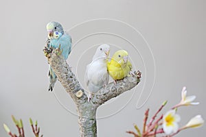Three parakeets resting on a frangipani tree trunk.