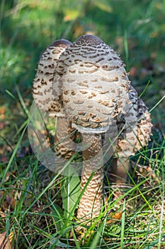 Three parasol mushrooms Lepiota Procera or Macrolepiota Procera in the grass