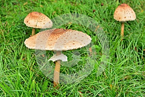 Three parasol mushrooms in a meadow.