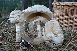 Three Parasol mushrooms in natural habitat