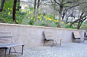 three park benches metal with wood retaring wall elegant garden park trees bush yellow narcissus pseudonarcissus green flower bed