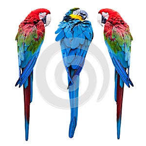 Three parrots