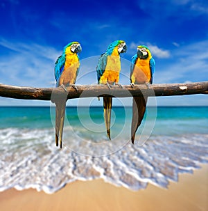 Three parrots (Blue-and-Yellow Macaw (Ara ararauna) also known a