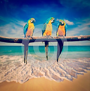Three parrots Blue-and-Yellow Macaw Ara ararauna