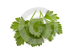 Three parsley leaves on a white background. Isolated greens for quick selection