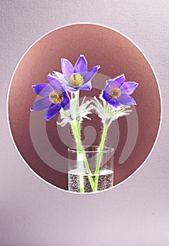 Three pasque-flowers