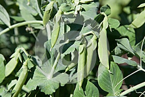 Three Pea Pods